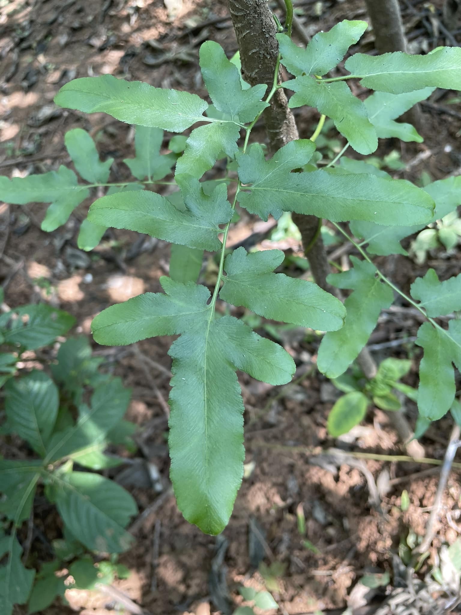 Lygodium flexuosum
