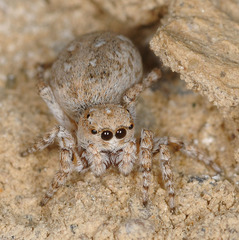 Attulus distinguendus