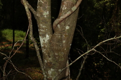 Rhysotoechia bifoliolata