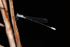 Labidiosticta vallisi