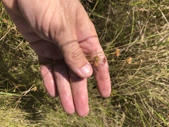 Rhynchospora chapmanii