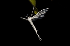 Pterophorus albidus