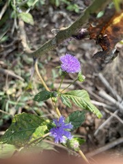 Phyllocephalum scabridum