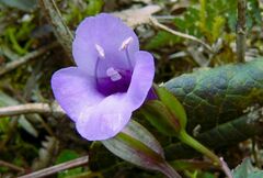 Torenia asiatica