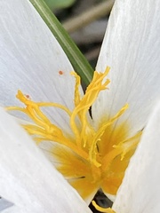 Crocus aleppicus