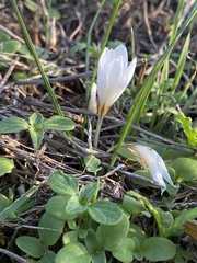 Crocus aleppicus