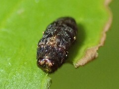 Diphucrania
