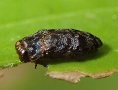 Diphucrania