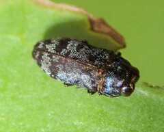 Diphucrania