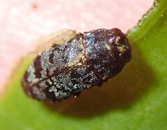 Diphucrania