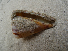 Conus capitaneus