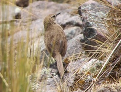 Asthenes humilis