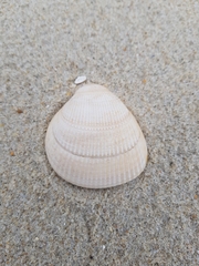 Laevicardium crassum