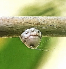 Ceroplastes rusci