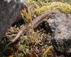 Thomas' Smooth-Throated Lizard photo 3