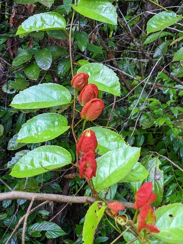 Scarlet passionflower (Passiflora coccinea)