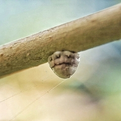 Ceroplastes rusci
