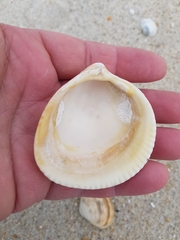 Laevicardium crassum