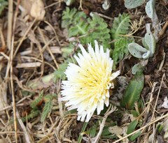 Hypochaeris sessiliflora
