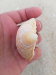 Laevicardium crassum