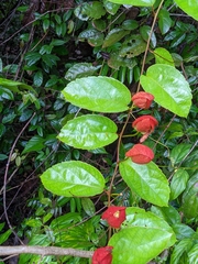 Passiflora coccinea