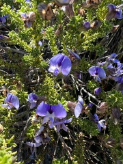 Psoralea aculeata