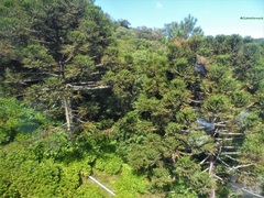 Araucaria angustifolia