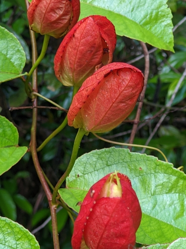Image of Passiflora coccinea by (c) Denis Bastianelli, some rights reserved (CC BY)
