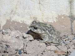 Sclerophrys regularis