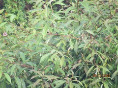 Salix tetrasperma