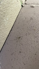 Pholcus phalangioides