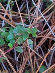 Vaccinium crassifolium