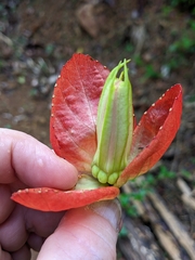 Passiflora coccinea