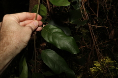 Carronia multisepalea