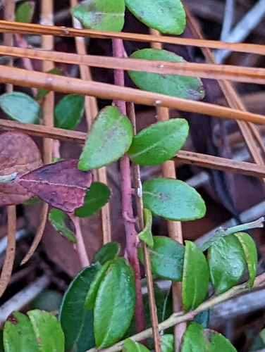 Image of Vaccinium crassifolium by (c) Alison Northup, some rights reserved (CC BY)