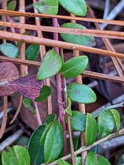 Vaccinium crassifolium