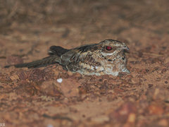 Caprimulgus climacurus