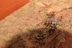 Gryllodes sigillatus