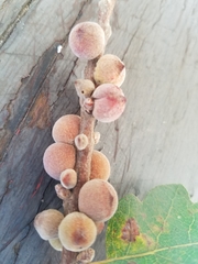 Disholcaspis simulata