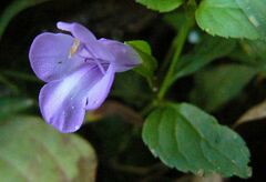 Torenia asiatica