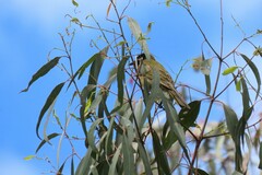 Nesoptilotis leucotis
