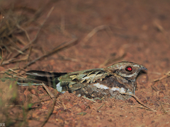 Caprimulgus climacurus