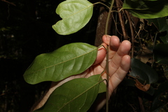 Carronia multisepalea