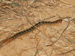 Scolopendra morsitans