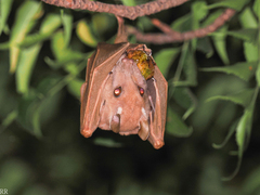 Epomophorus gambianus