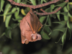 Epomophorus gambianus