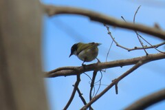 Melithreptus lunatus