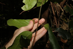 Carronia multisepalea