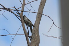 Melithreptus lunatus