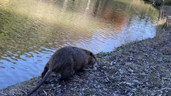 Myocastor coypus